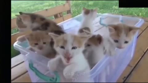 Funny Cat and Kittens Compilation