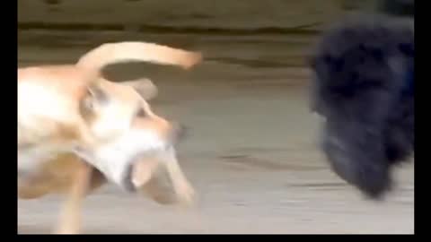 Funny Dog Video's