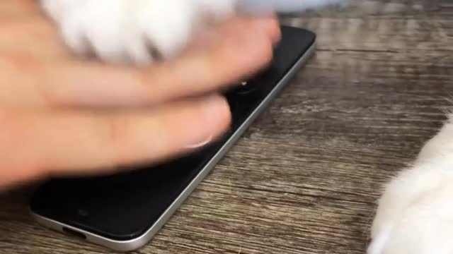 Cute Cat || Funny Cat ||