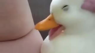 Cute duck