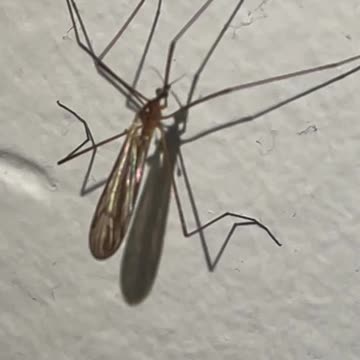 One or two mosquitoes. . Optical illusions