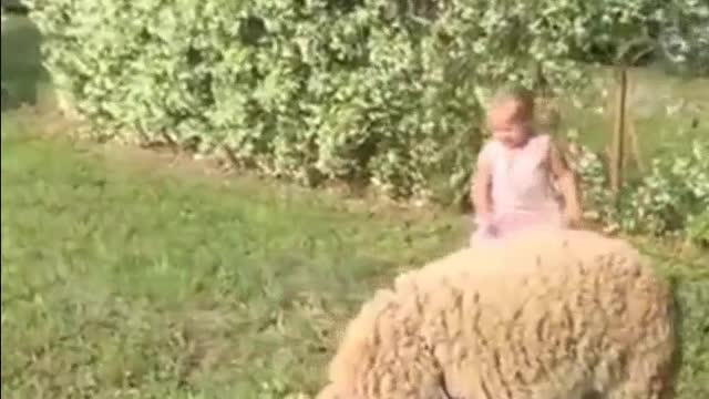 Try Not To Laugh Watching Funny Animals Compilation 2 ( 2021)