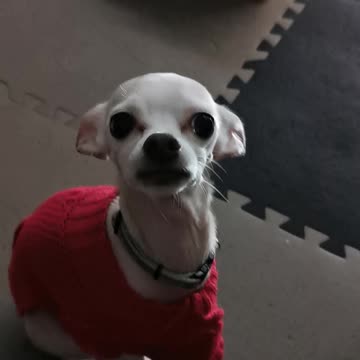 Spud eats some yummy treats