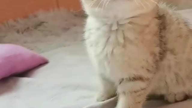 Cute cat meow