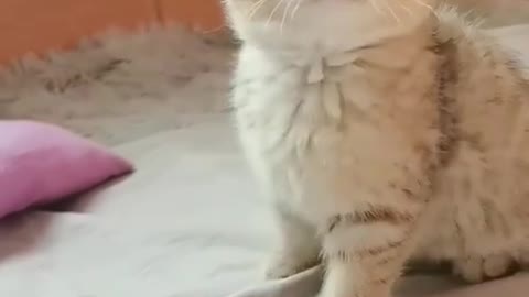 Cute cat meow