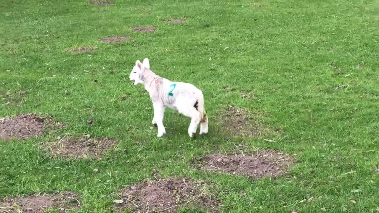 Cute baby lamb has a loud baa