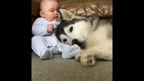 Dog and baby