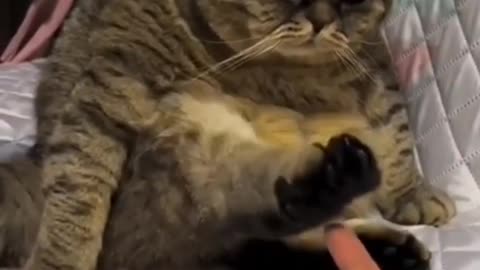 Funniest Cats 😹 - Don't try to hold back Laughter 😂 - Funny Cats Life