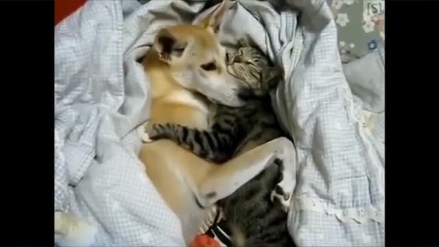 Meow and Doge are best friend