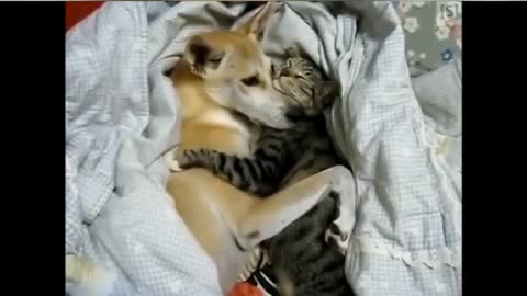 Meow and Doge are best friend