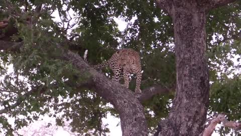 Mother Leopard teaching her cub