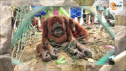 How People Welcomed This Poor Orangutan Mother Will Bring Tears To Your Eyes