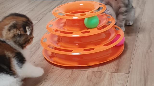 a cat playing well with each other