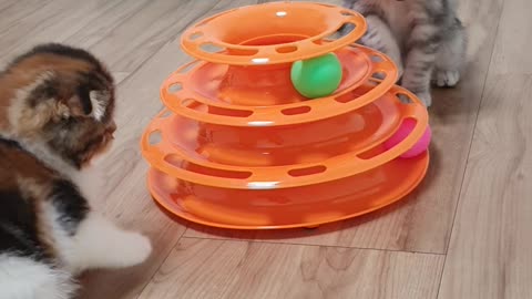 a cat playing well with each other