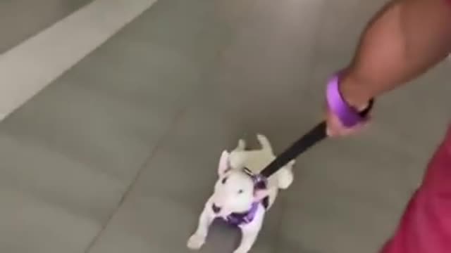 Cute and funny dog