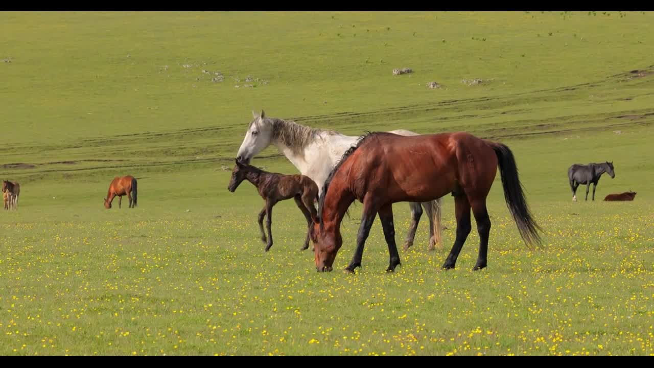 Horses grazing on a green meadow in a mountain landscape