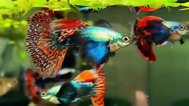 Color full guppy fishes