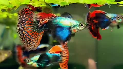 Color full guppy fishes