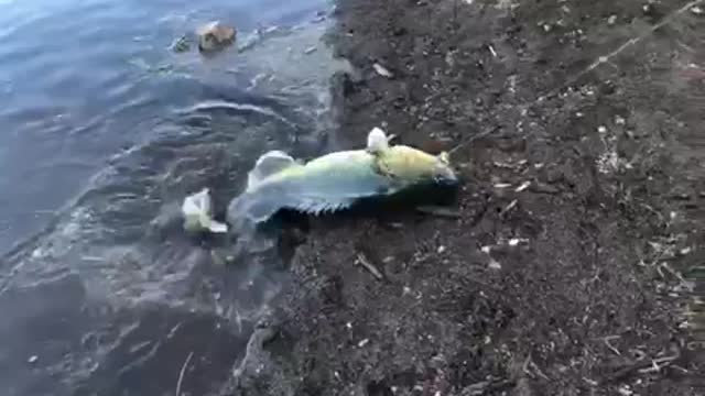 Murray cod fishing