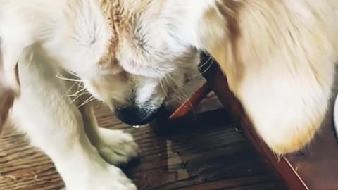 Funny dog video