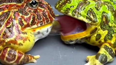 Two Frogs 🐸 are playing