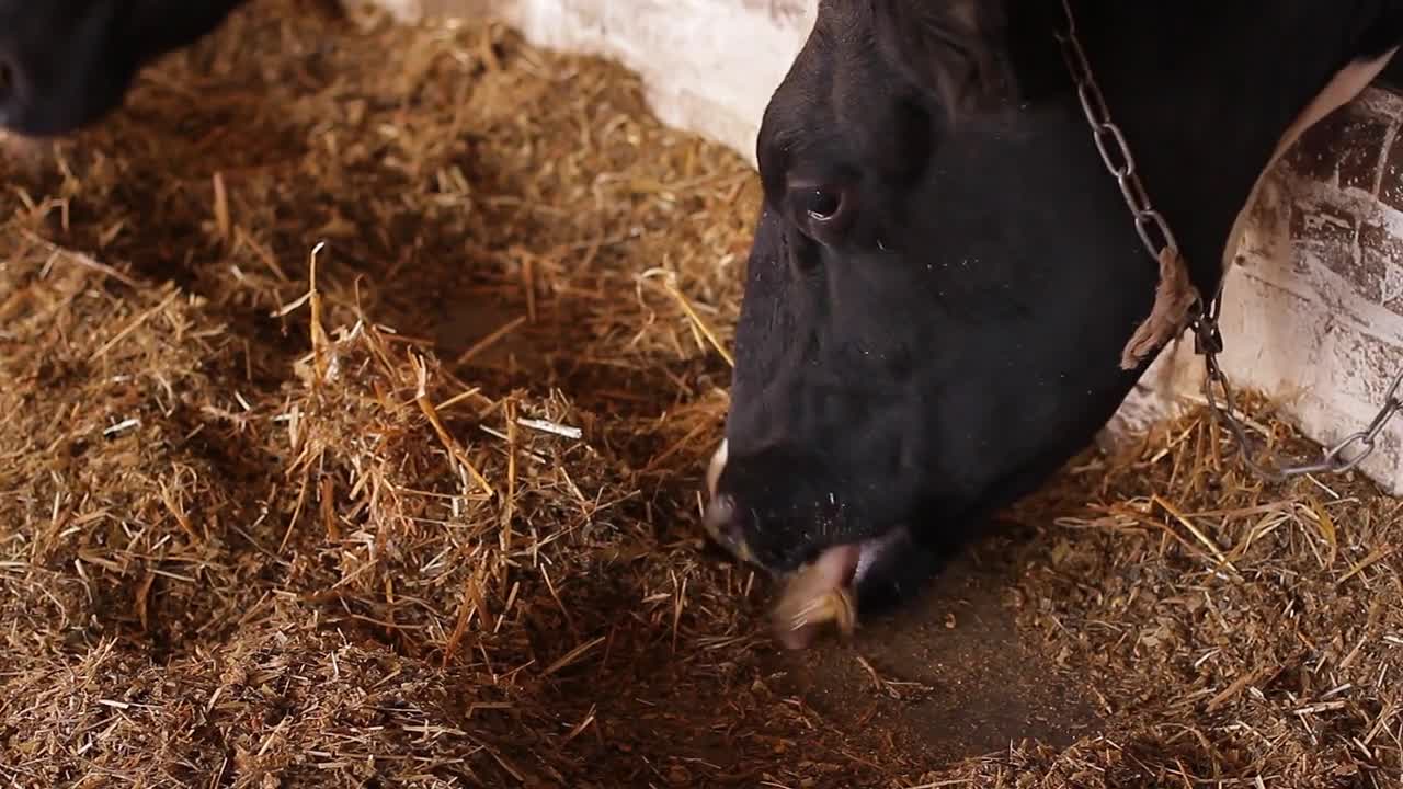 Cows chewing hay on farm