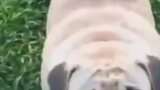 Funny Dog Videos 2021 | Funny animal Videos - Funny