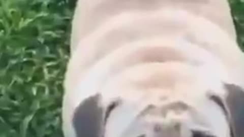 Funny Dog Videos 2021 | Funny animal Videos - Funny