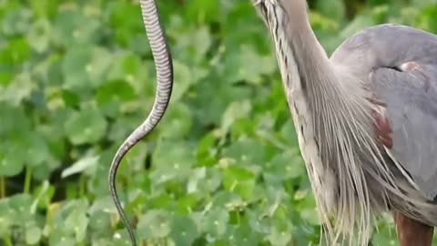 a bite and a meal
