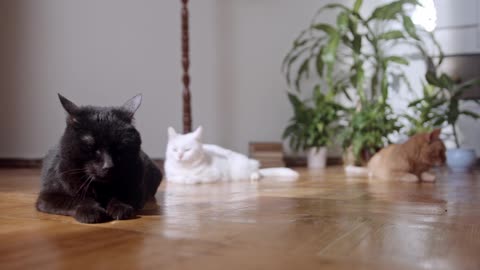 funny cat videos