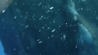 Swim with humpback whales and hear its singing