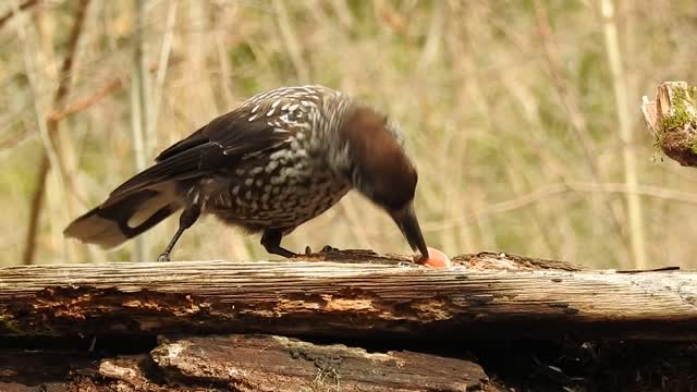 Spotted Nutcracker