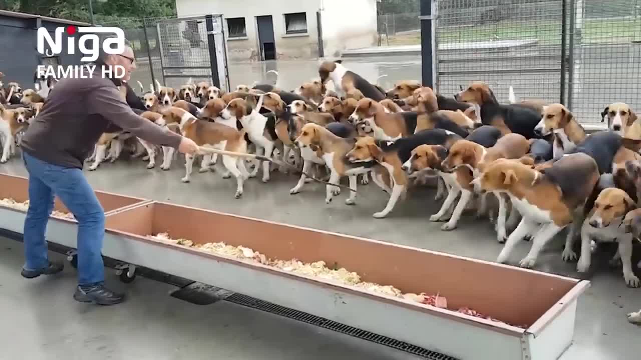 How people train hundreds of dogs