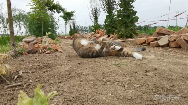 kitten playful