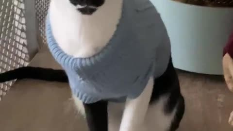 Sweater weather is here - Black & White Oriental Funny Cat