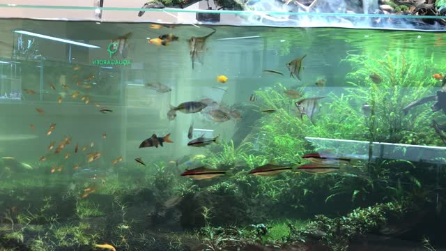 fishes swimming freely in a fishbowl