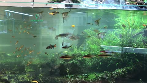 fishes swimming freely in a fishbowl