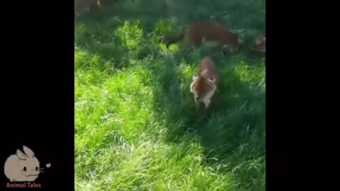 The Dhole or The Indian wild dogs 7