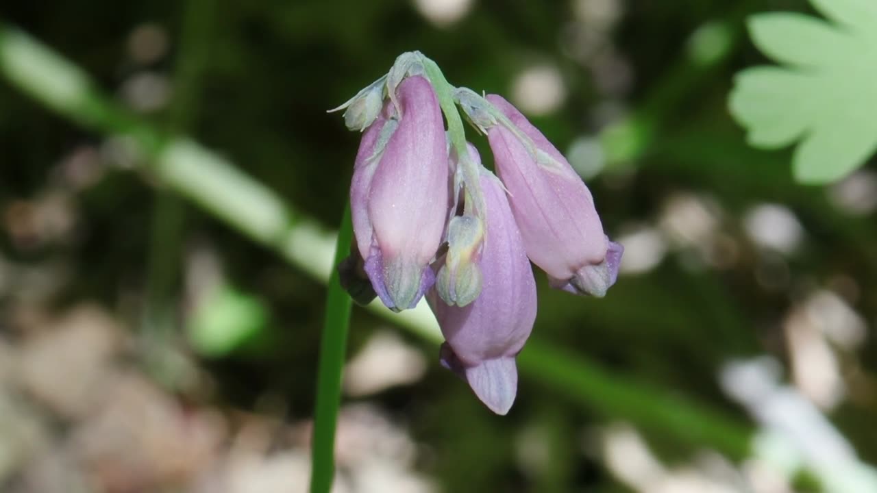 Pacific Bleeding Heart