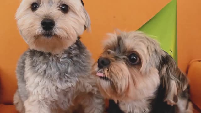 Dogs Wearing Party Hats