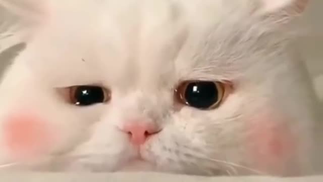 Saddest cat I've see in the whole universe | sad cat |