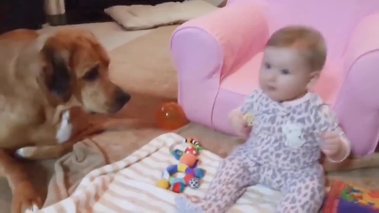 Funny dog dog playing with baby boy and girl ll cut dog