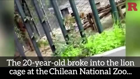 Lion Suicide Attempt