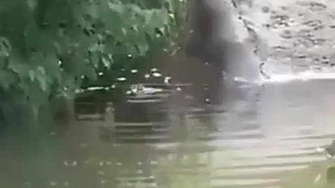 This is a beautiful and charming water-dwelling species