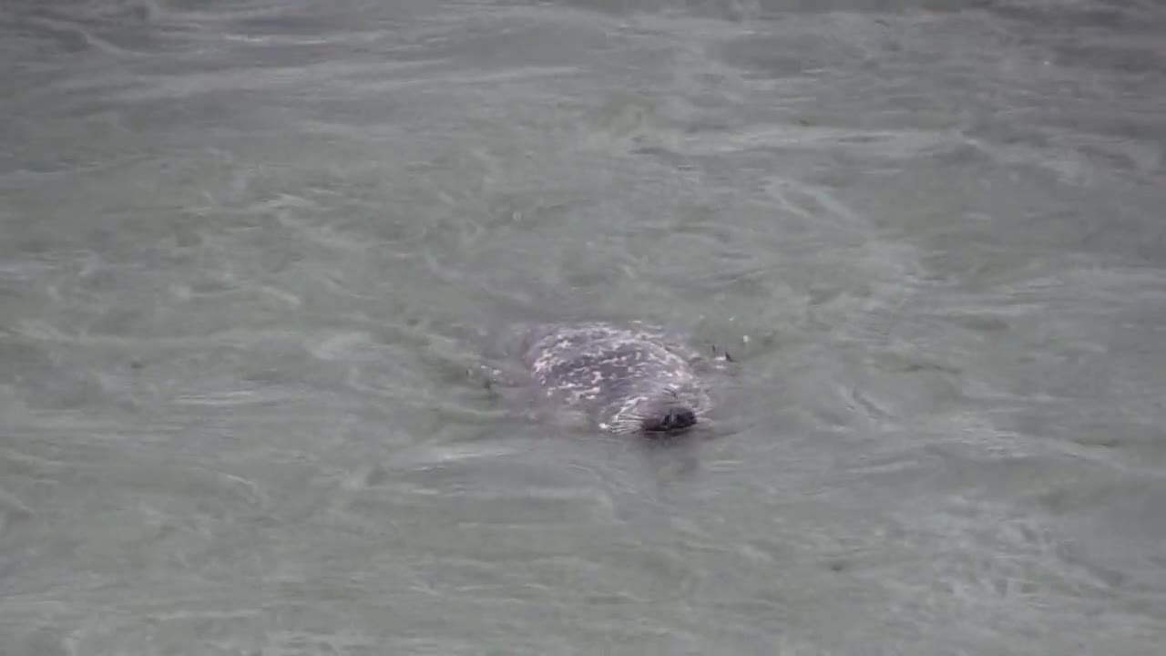 Sea Bird Scare a Crocodile Away