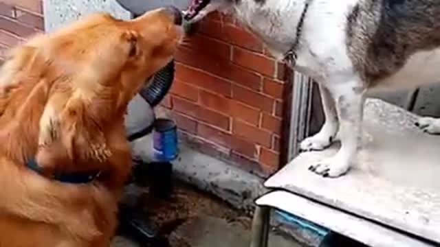 Golden retriver vs asong pinoy dog fight funny dogs