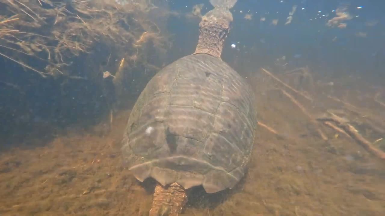 Snapping Turtle