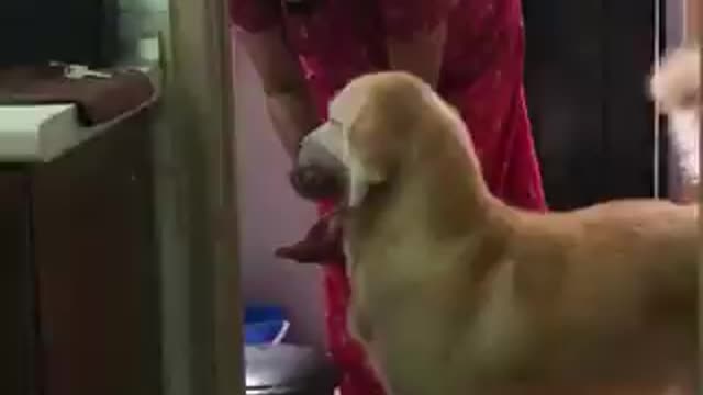 cute dog