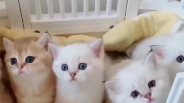 Cute Cat