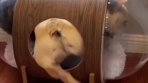 Funny Cat & Dog